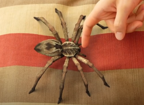 🔥BUY 1 GET 1 FREE🔥Lifelike Spider